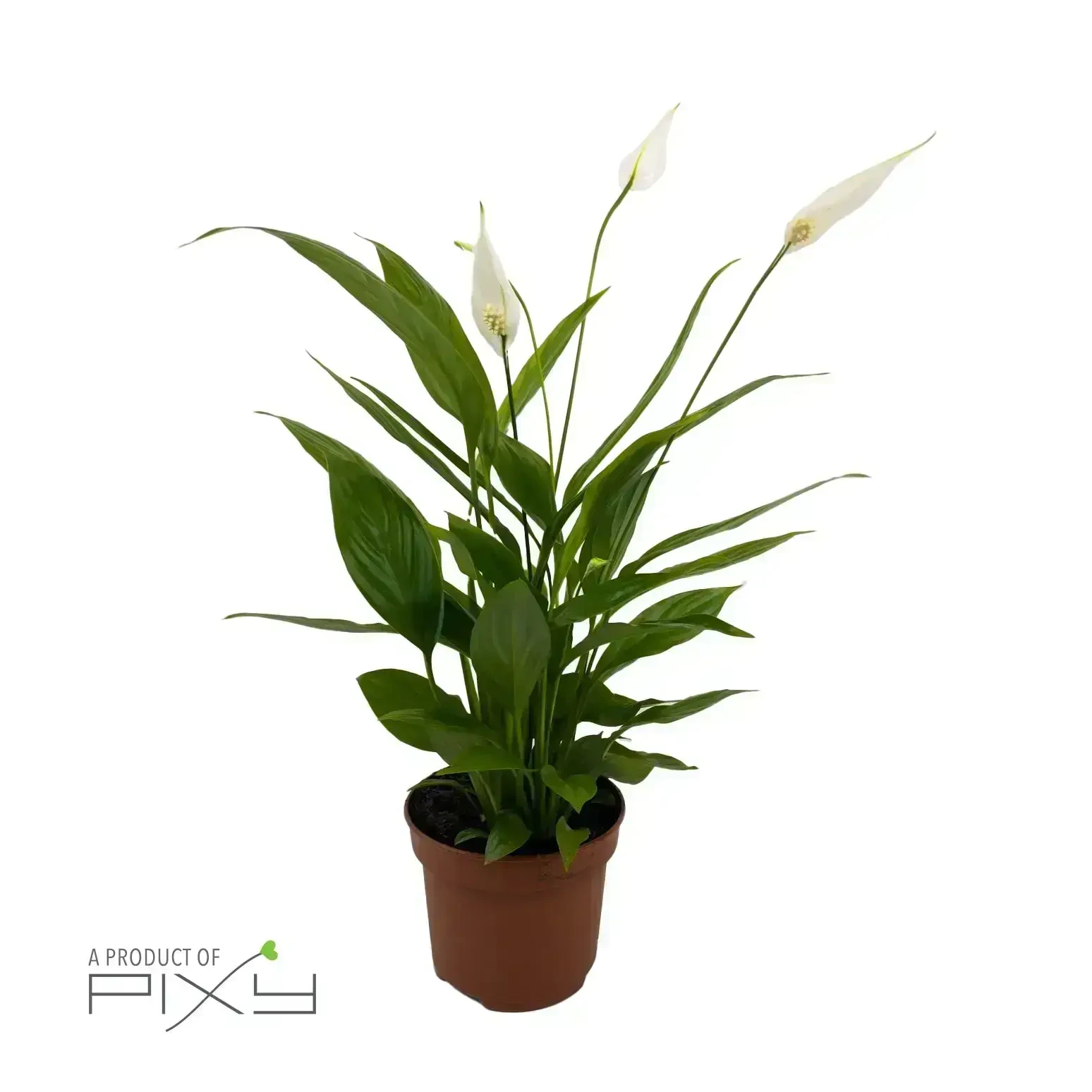 Spathiphyllum (Peace Lily)