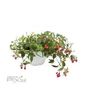 Hanging Plant Arrangement