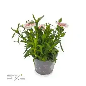 Dianthus