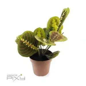 Maranta