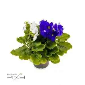 Primula
