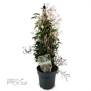 Jasminum