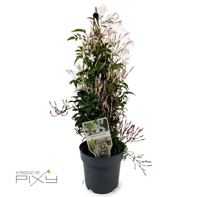 Jasminum
