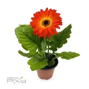 Gerbera