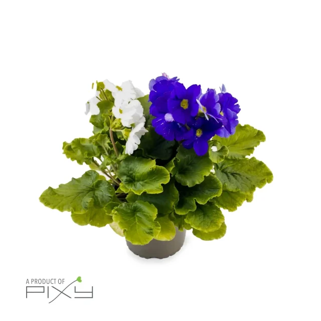 Primula