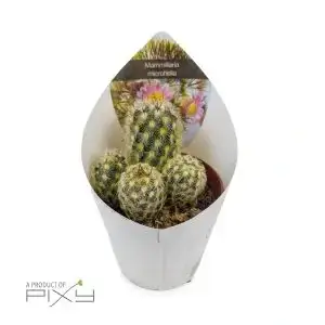 Cactus – MAMILLARIA MICROHELIA