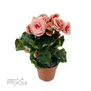 Begonia Borias