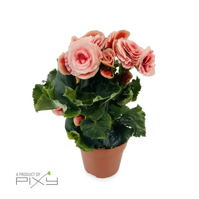 Begonia Borias