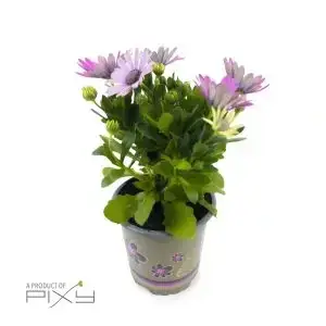 Osteospermum
