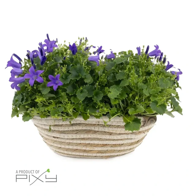 Campanula with decor pot