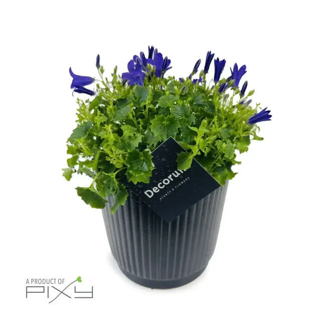 Campanula in Ceramic