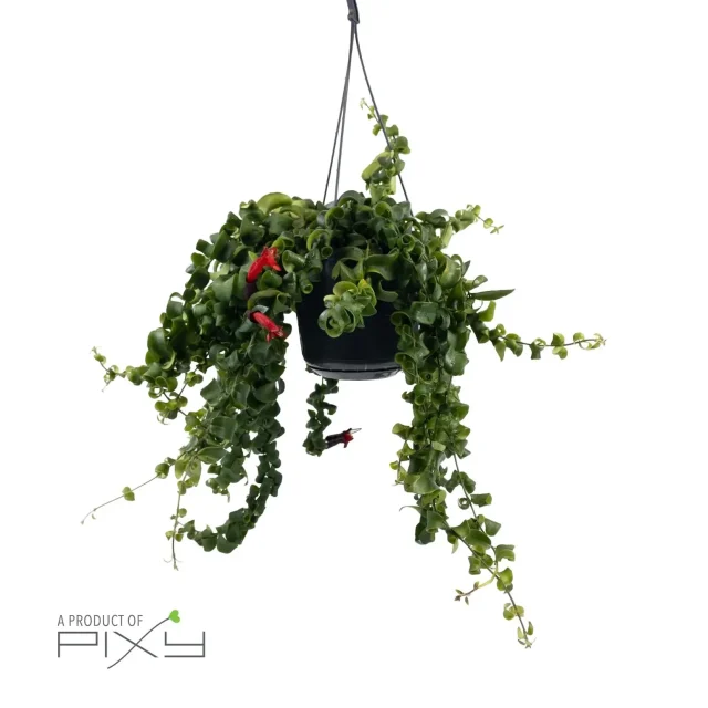 Aeschynanthus (lipstick plant)