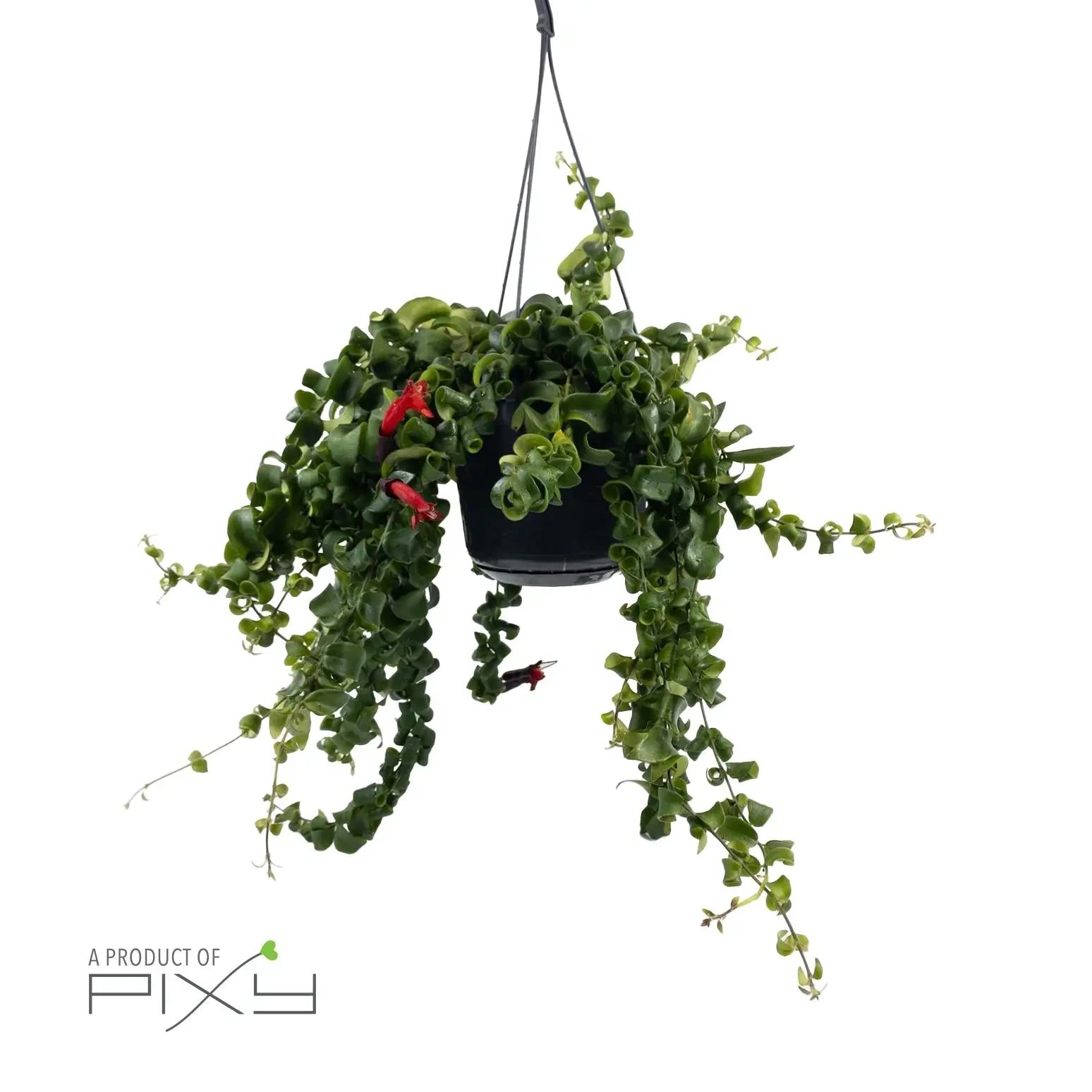Aeschynanthus (lipstick plant)