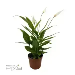 Spathiphyllum (Peace Lily)