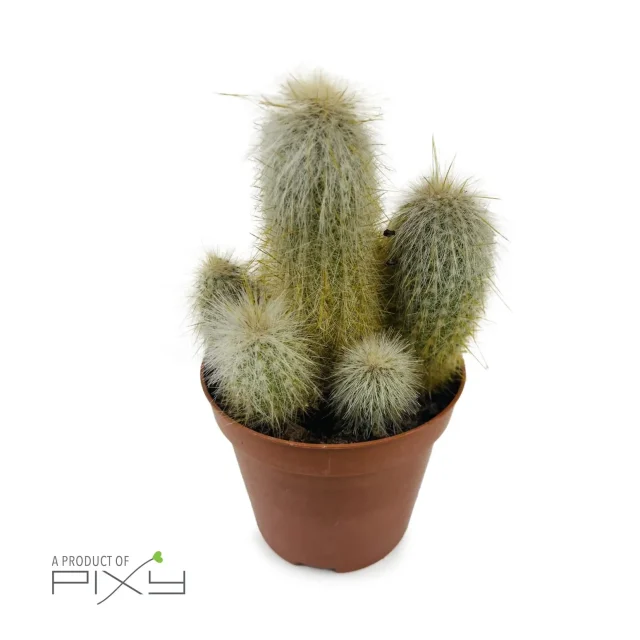 Cactus Mix