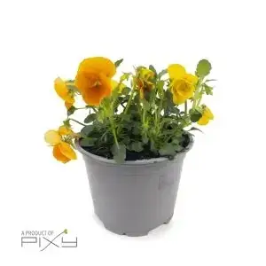 Viola