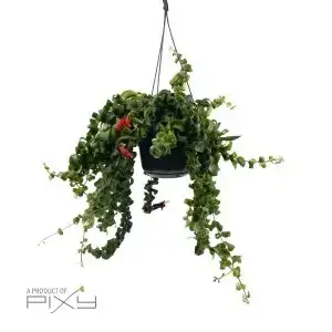 Aeschynanthus (lipstick plant)