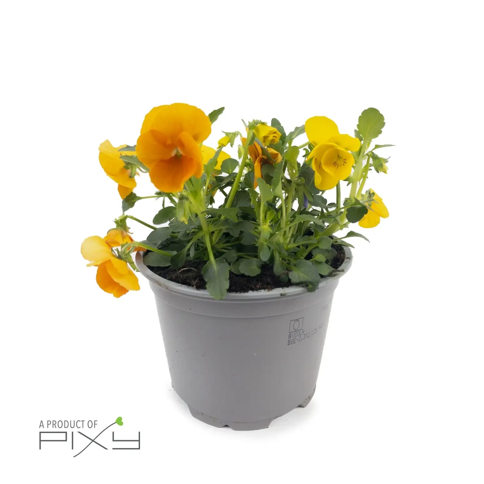 Viola