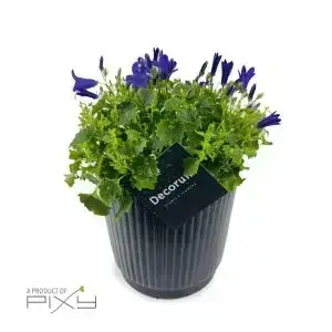 Campanula in Ceramic