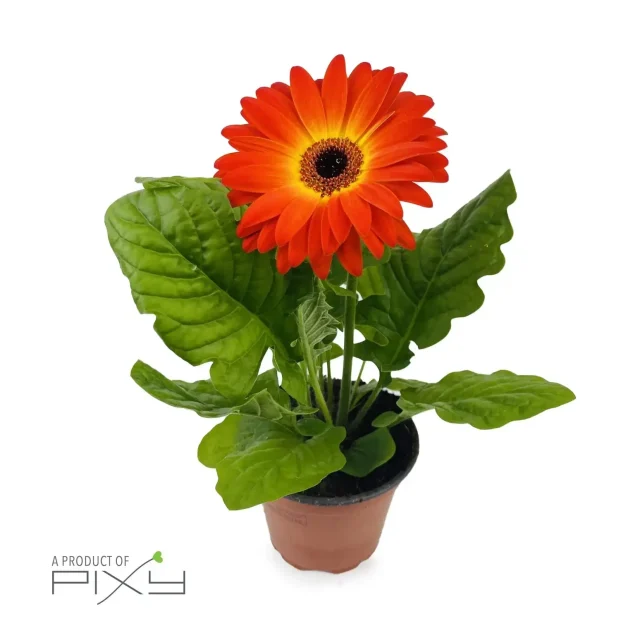 Gerbera