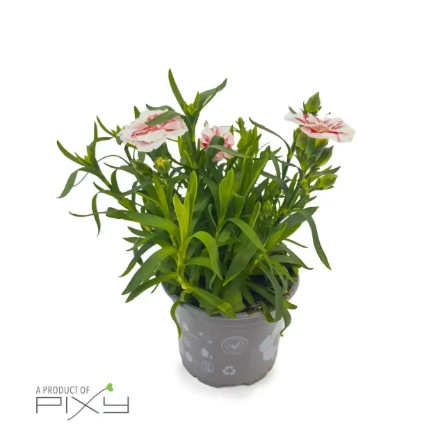 Dianthus