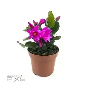 Rhipsalis