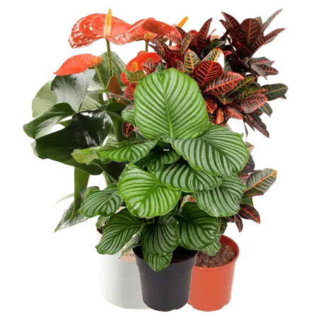 Indoor & Outdoor Plants