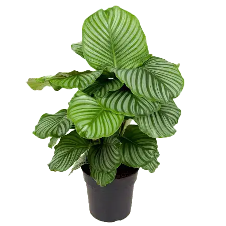 Beautiful Indoor Plants