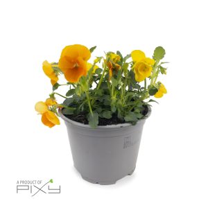 viola