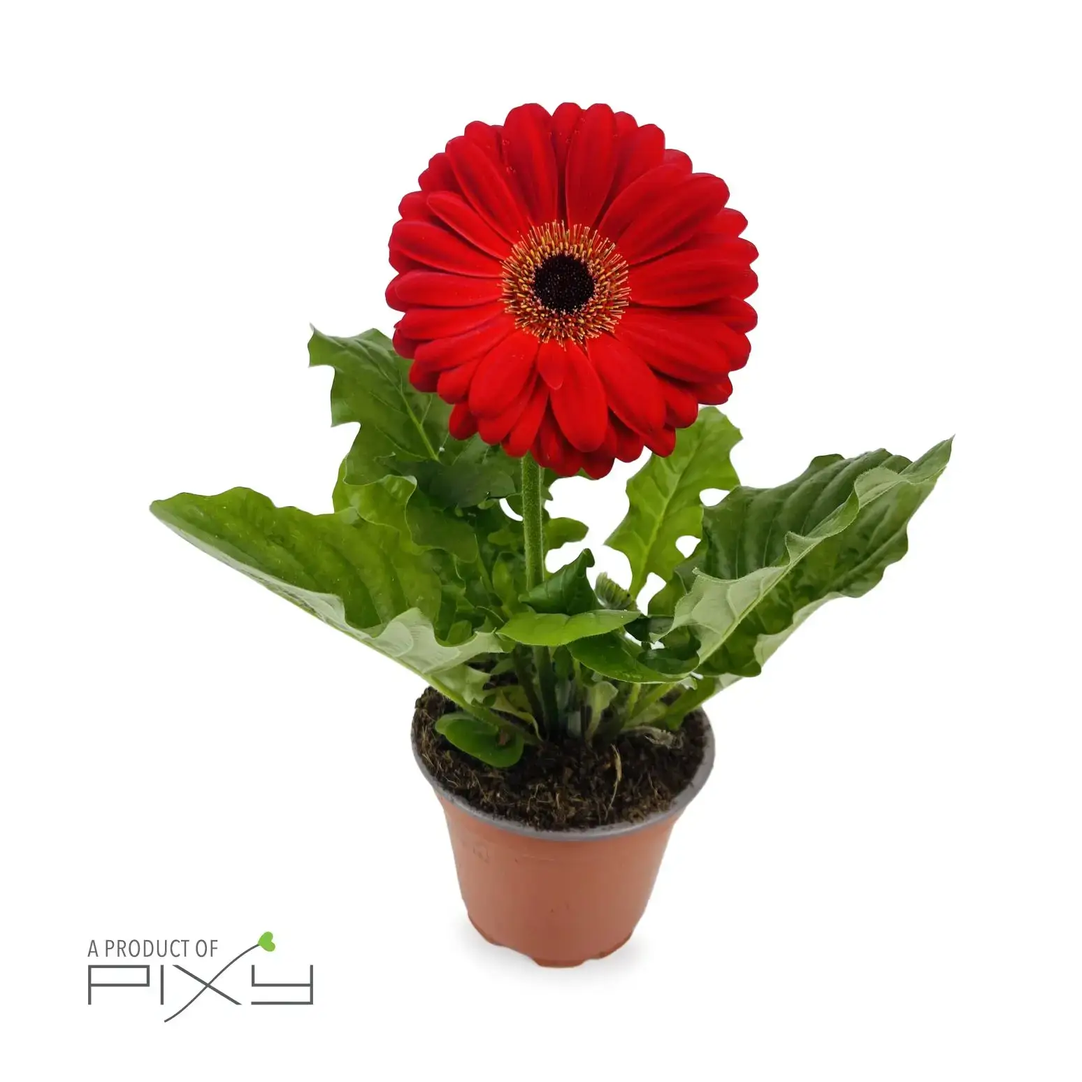 Gerbera - Image 2