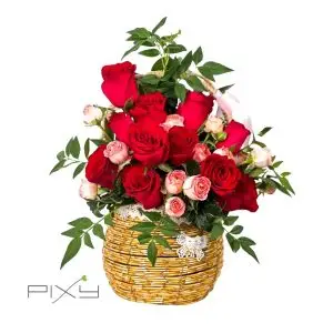 steadfast admiration